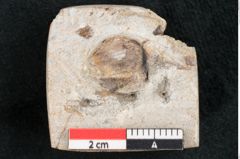 Foto (Detailansicht) von Fagus pyrrhae Unger (NHMW-GEO-2024-0188-11474)